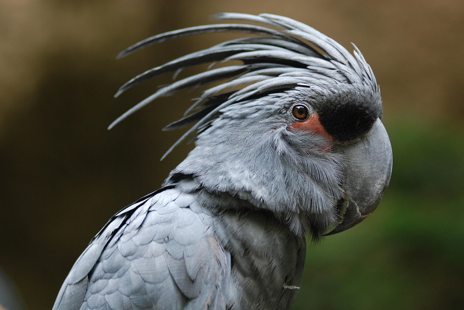 Black palm cockatoo