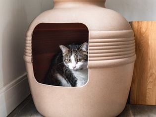 Blood in Cat's Stool