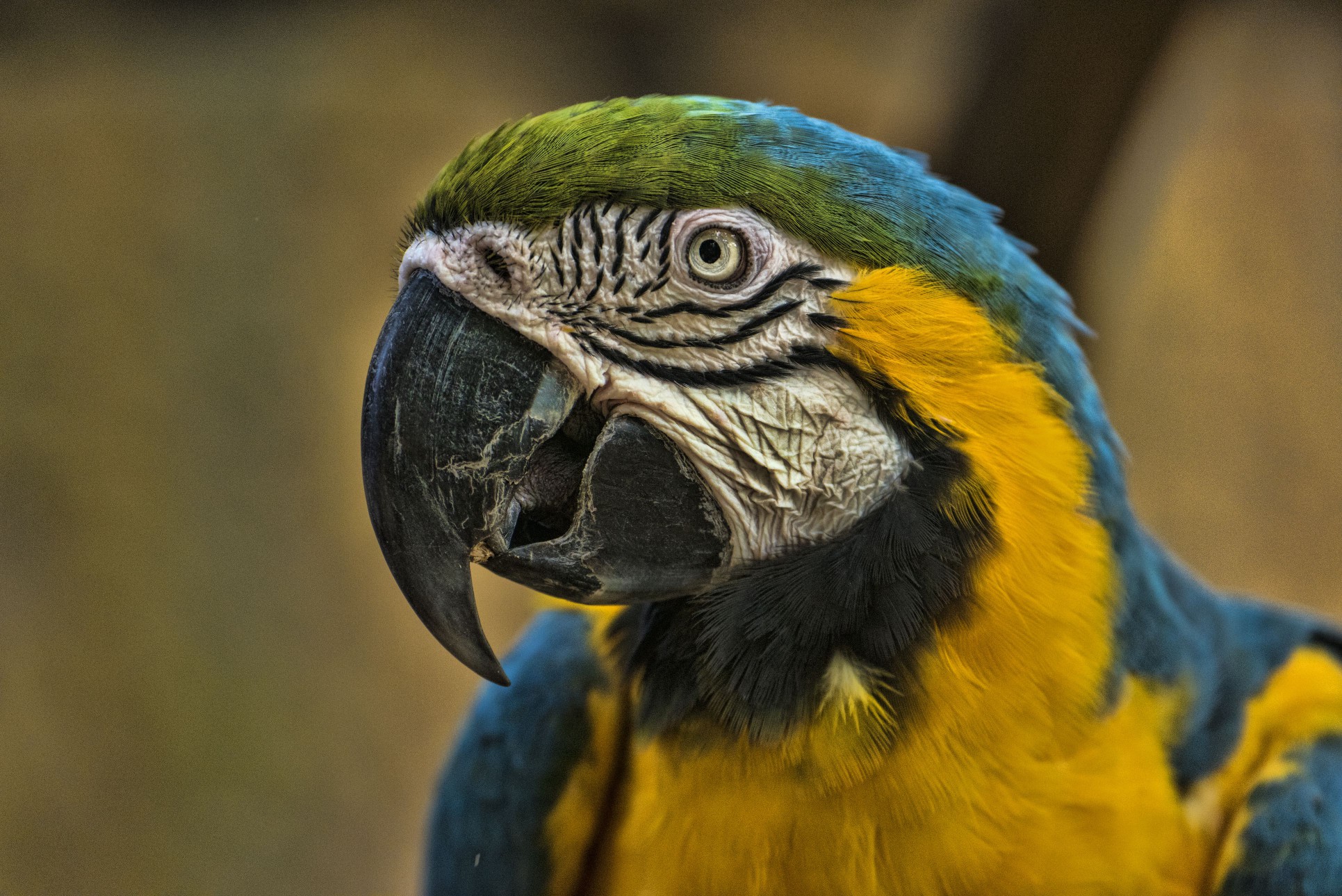 Blue and Gold Macaw