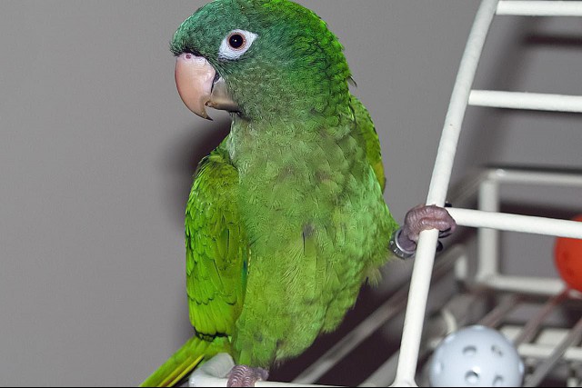 A pet blue-crowned conure