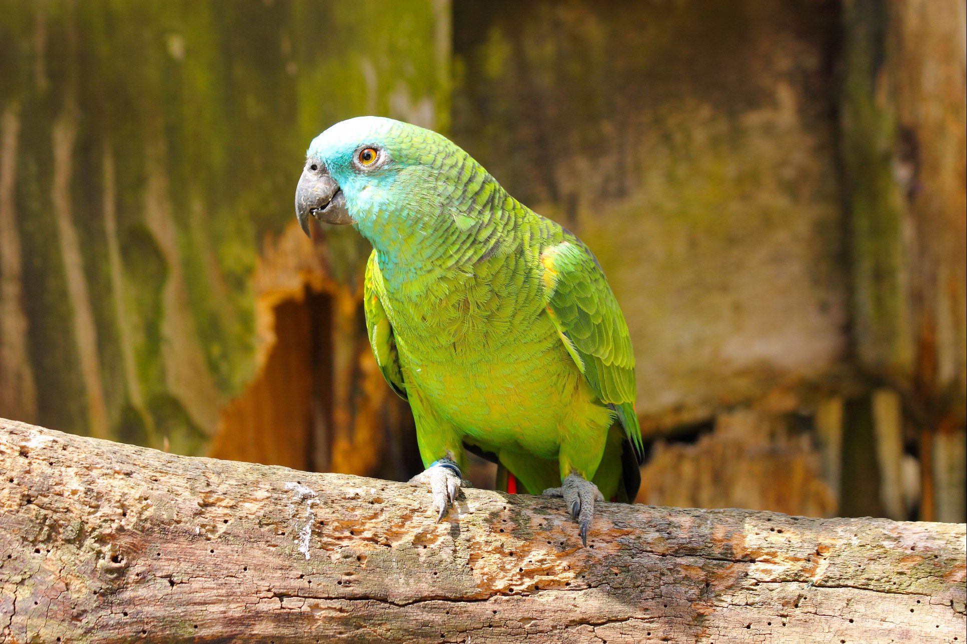 Blue-fronted Amazon on perch. Amazona aestiva