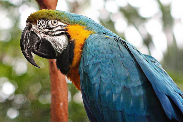 Blue and gold macaw