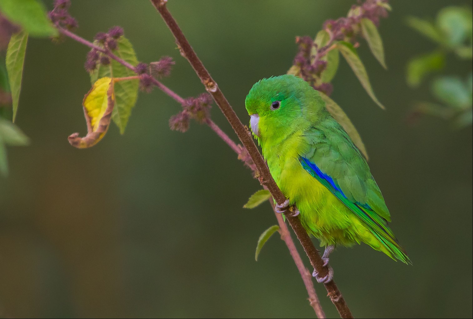Blue-winged Parrotlet (Forpus xanthopterygius)