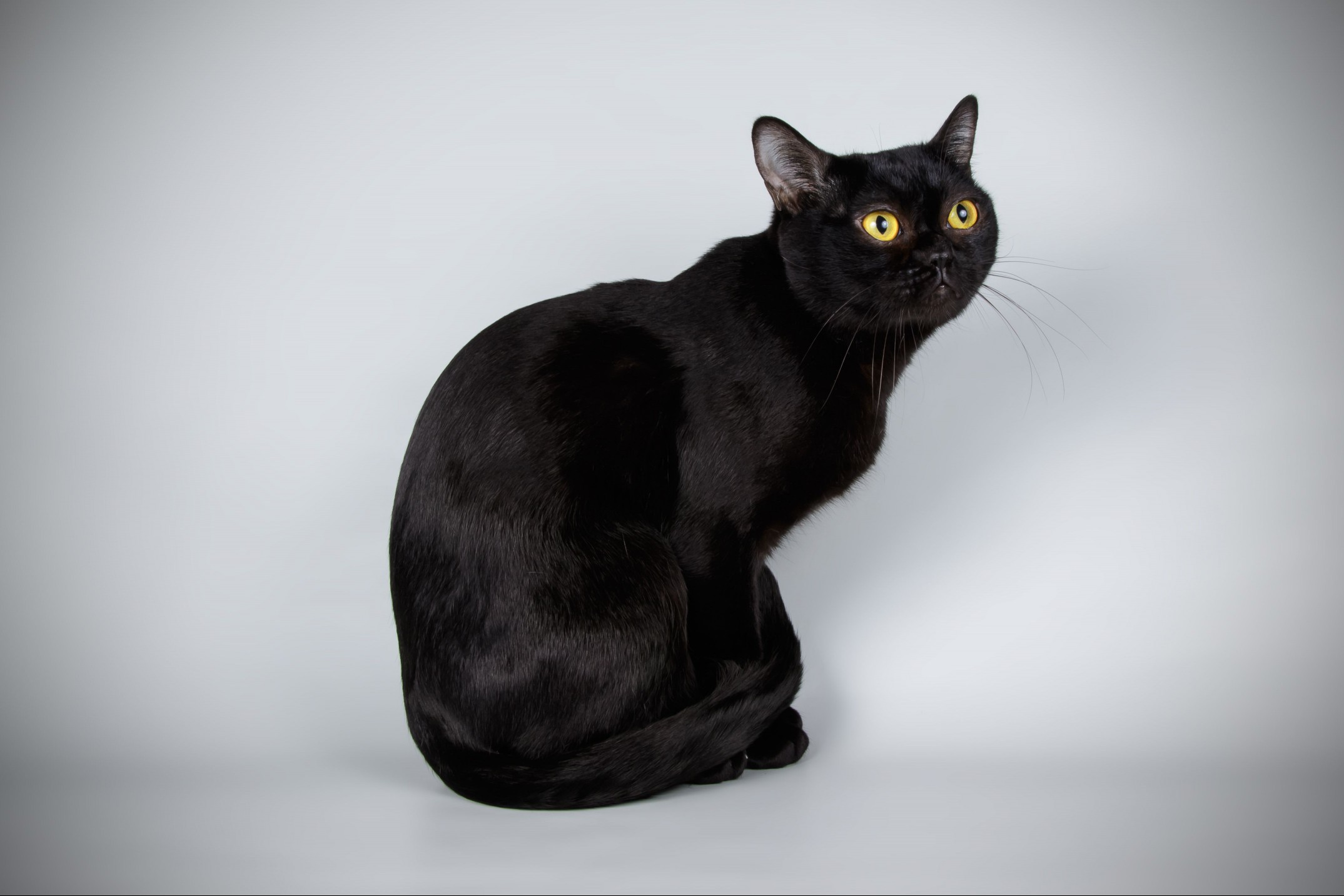 bombay cat sits with neck turned around facing the right