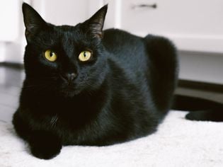 Bombay: Cat Breed Profile, Characteristics & Care