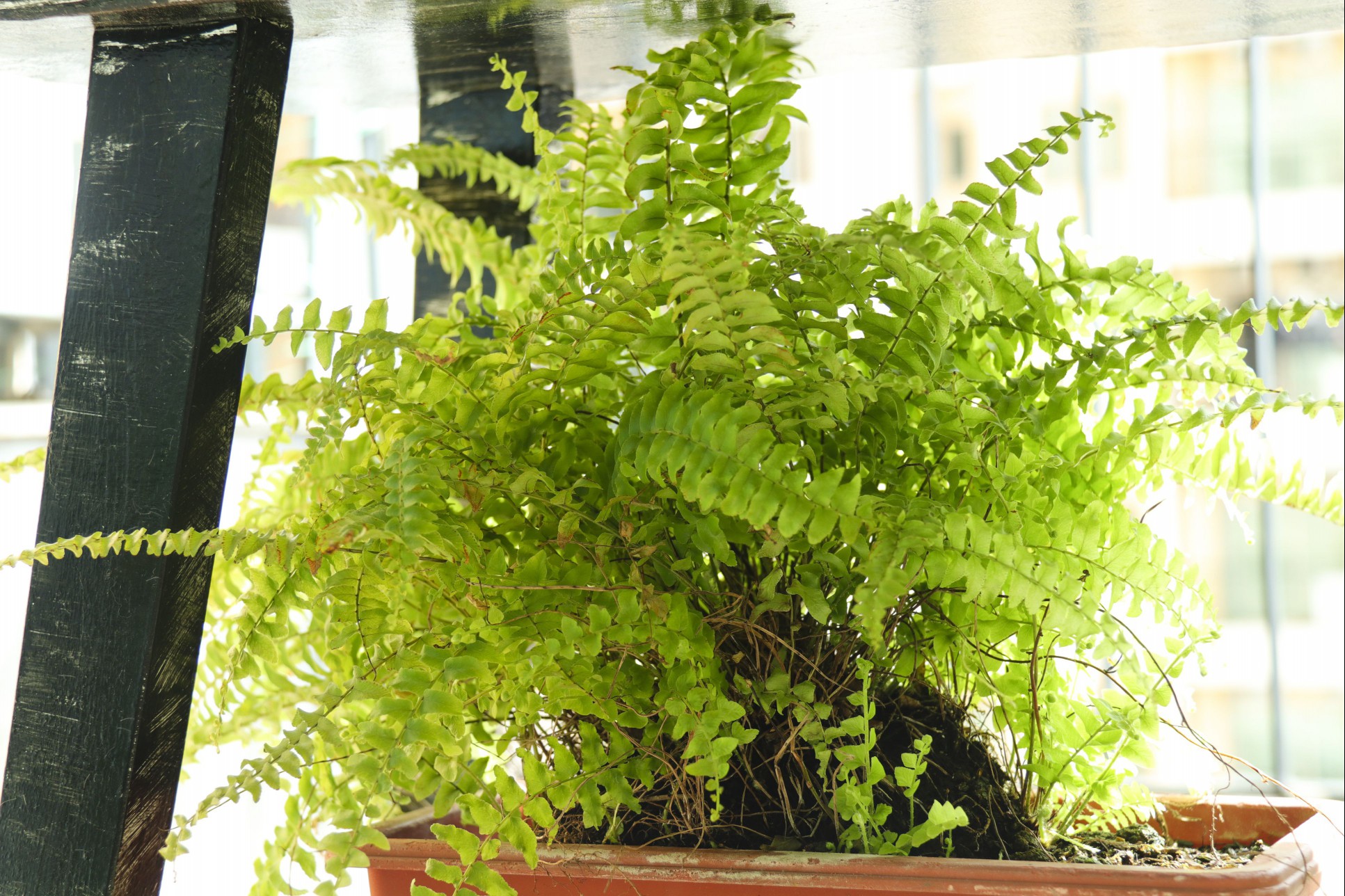Boston fern near a window