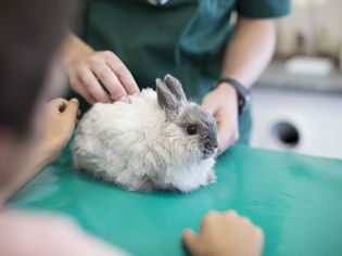 Why Your Pet Rabbit Is Limping