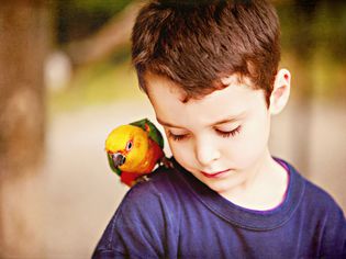 Are Vacations Possible When You Own Parrots or Other Birds?