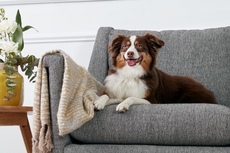Australian shepherd dog sitting on gray couch next to throw blanket