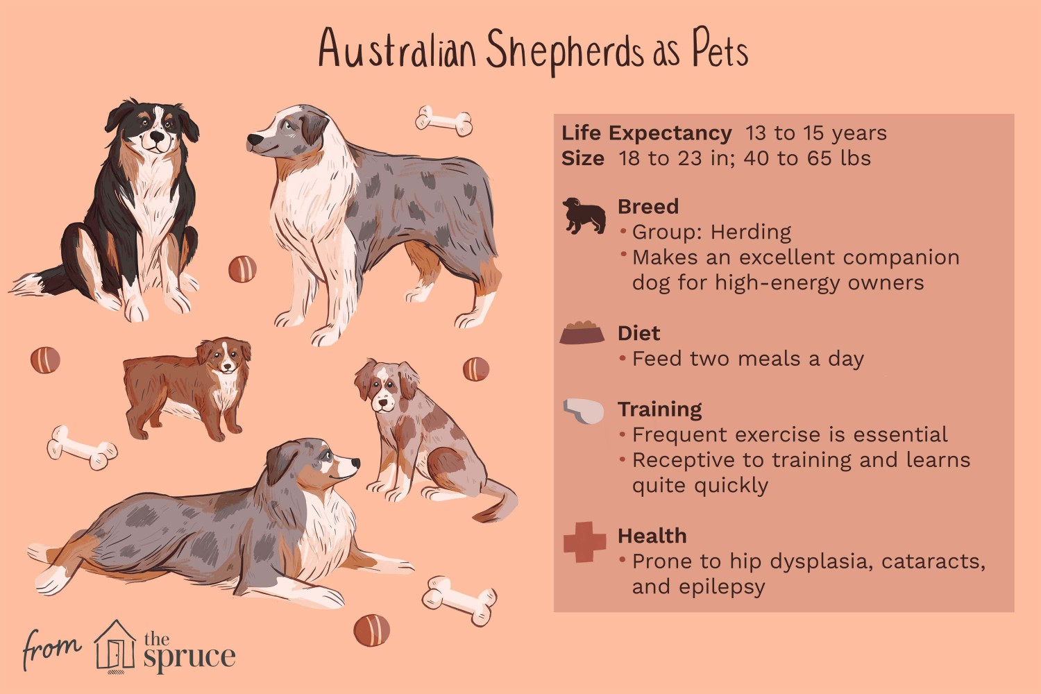Australian Shepherds as Pets