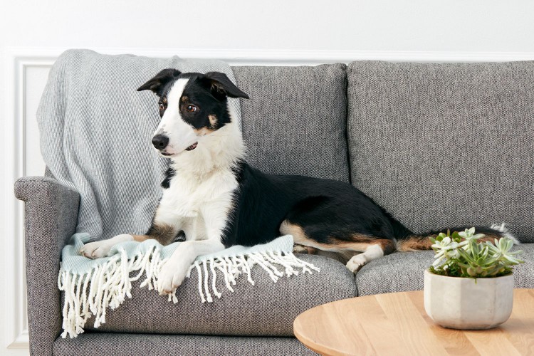 Border collie dog lying on gray couch and gray throw blanket