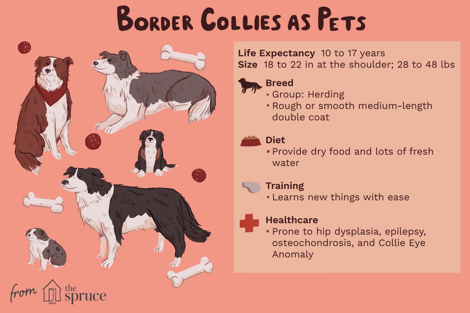 Border Collies as Pets