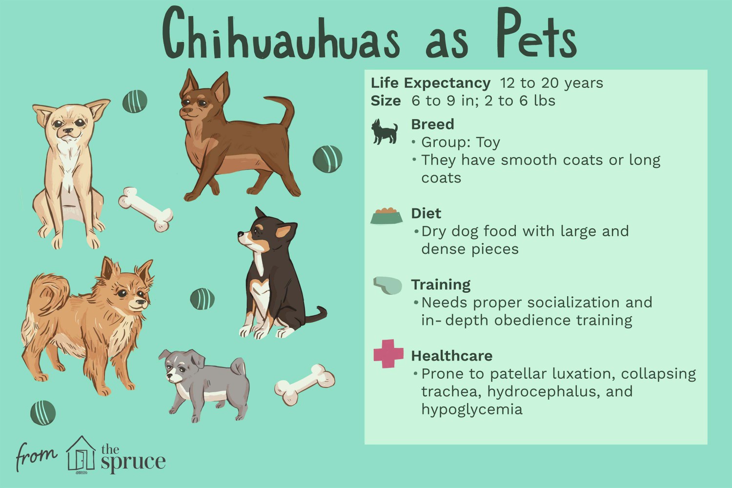 Chihuahua as Pets