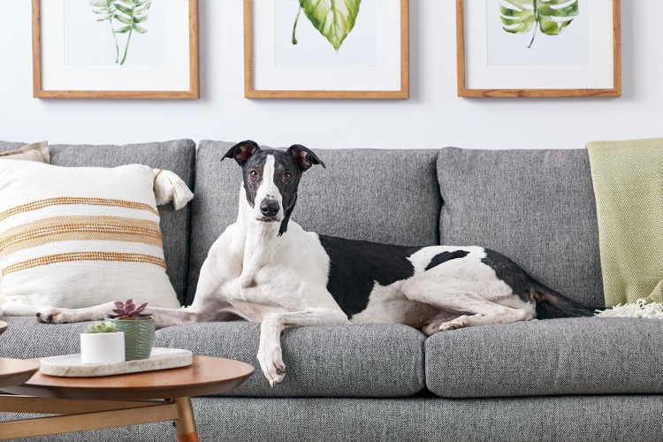 Black and white greyhound dog lying on gray couch