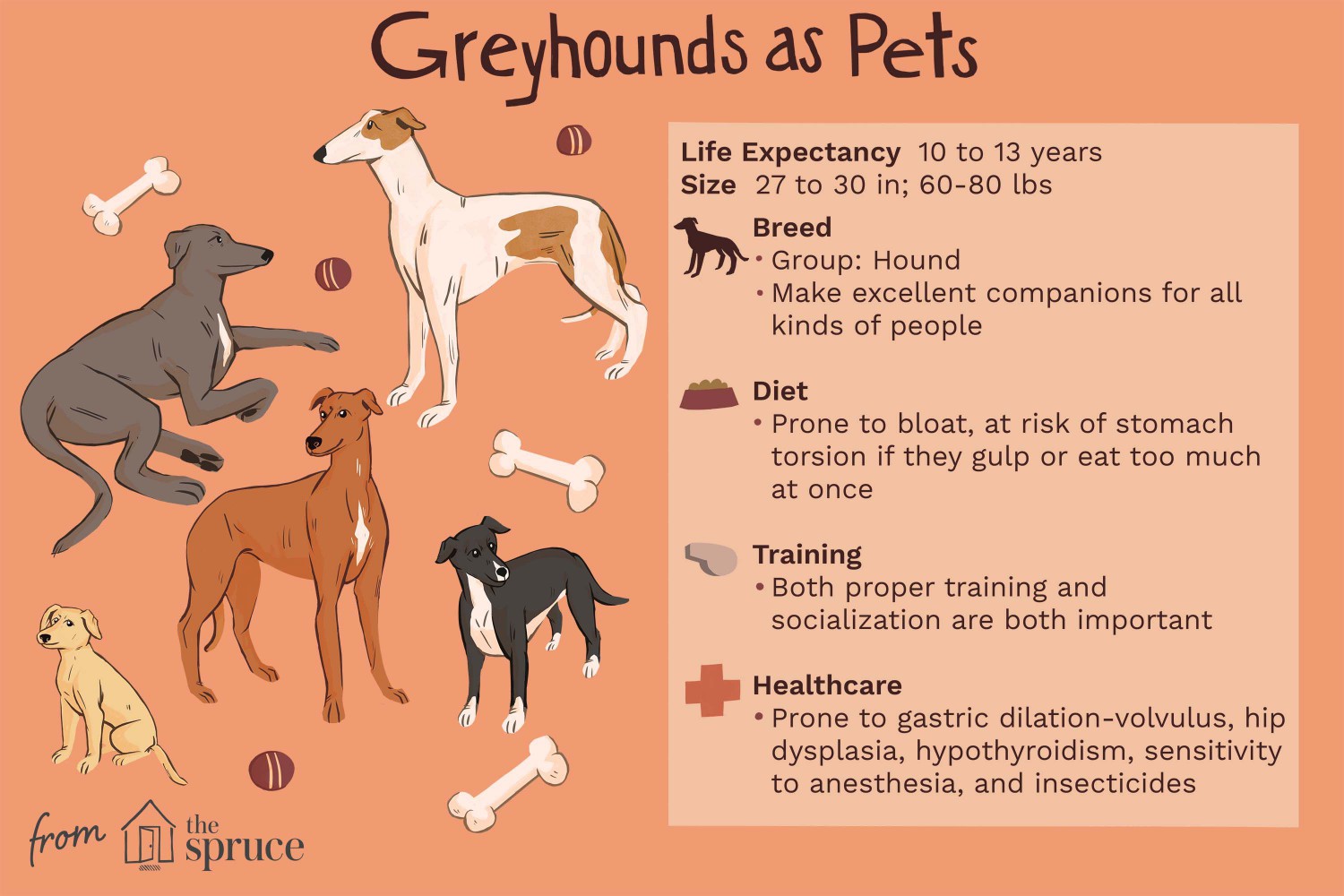 Greyhounds as Pets