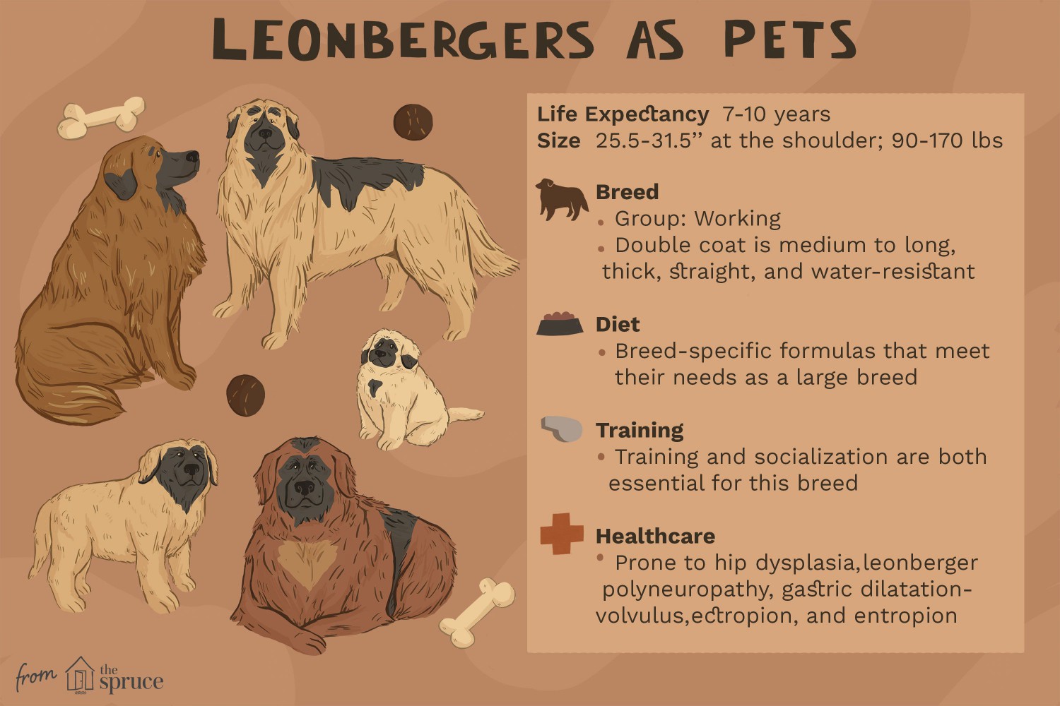 Leonbergers as Pets