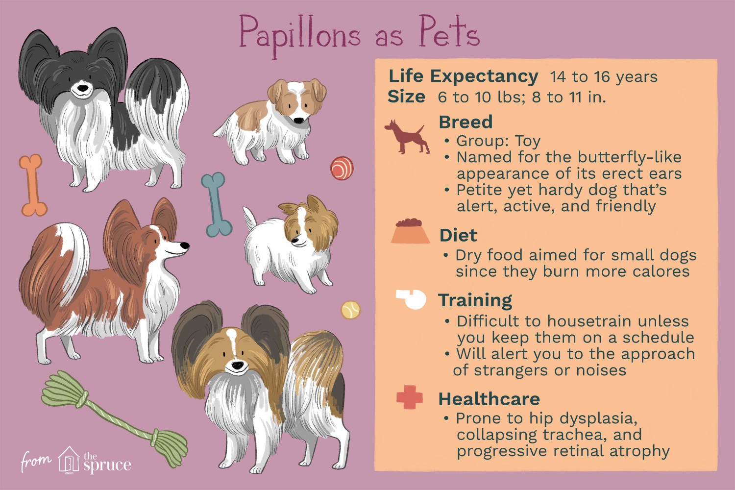 Paillons as Pets