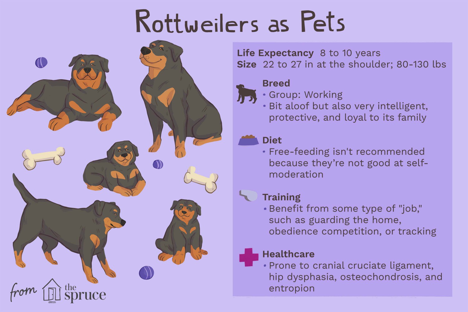 Rottweilers as Pets