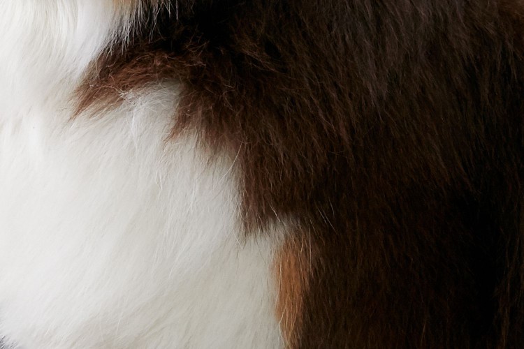 Closeup of an Australian shepherd's fur