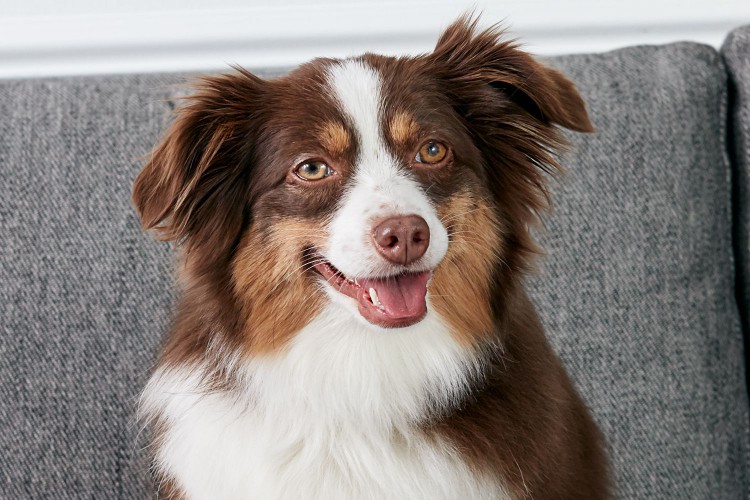 Portrait of an Australian shepherd