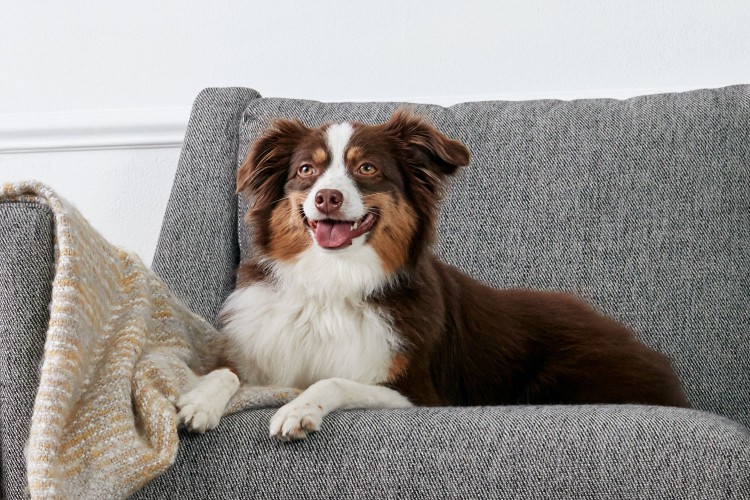 An Australian Shepherd on a sofa