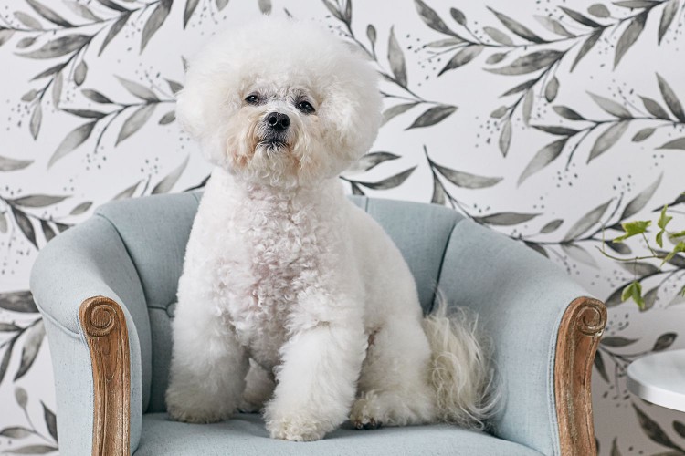 A bichon frise