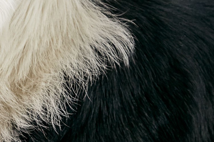 closeup of a border collie's fur
