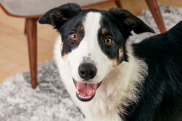Portrait of a border collie