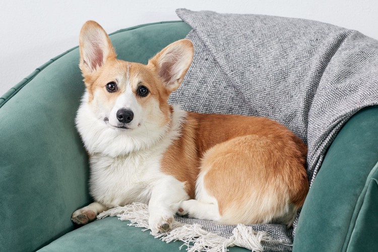 A Pembroke Welsh Corgi