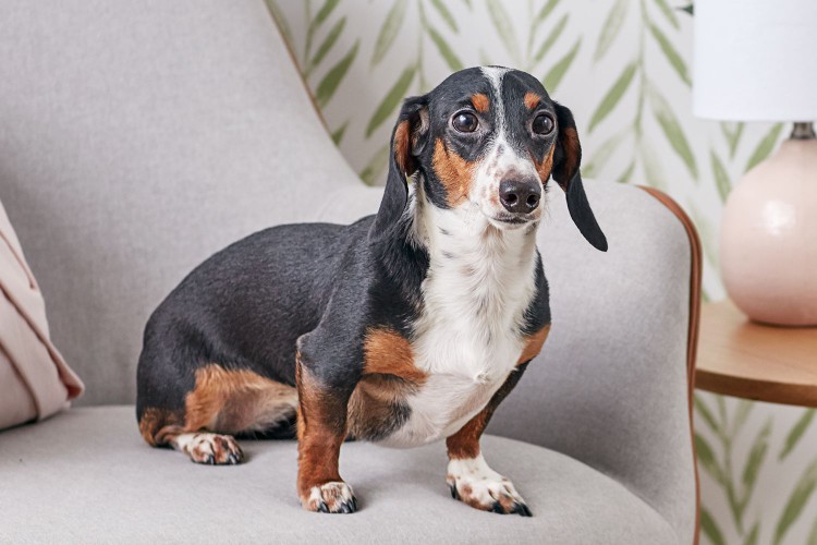 Dachshund on chair