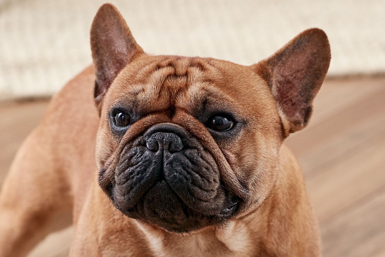 portrait of a French Bulldog