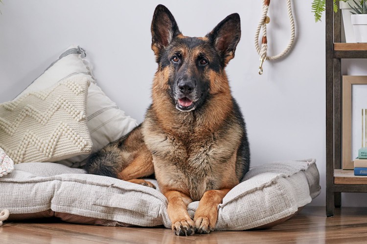 A German Shepherd
