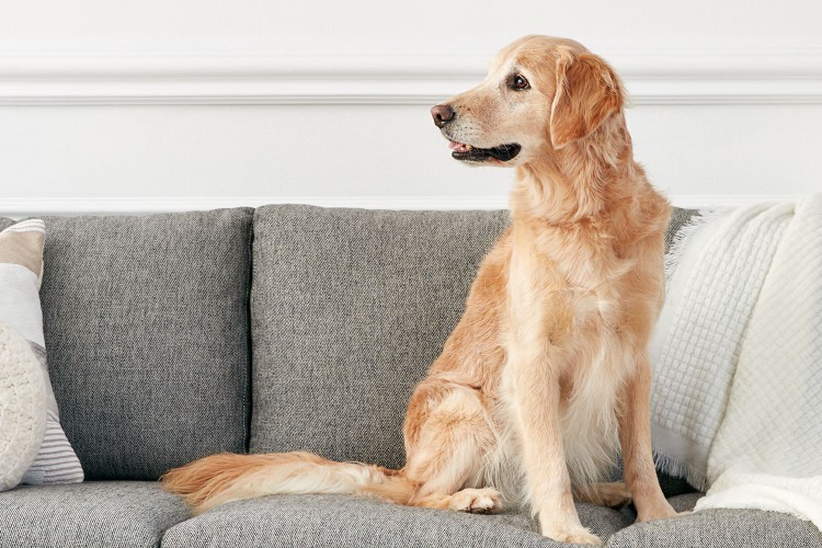 A golden retriever on a sofa