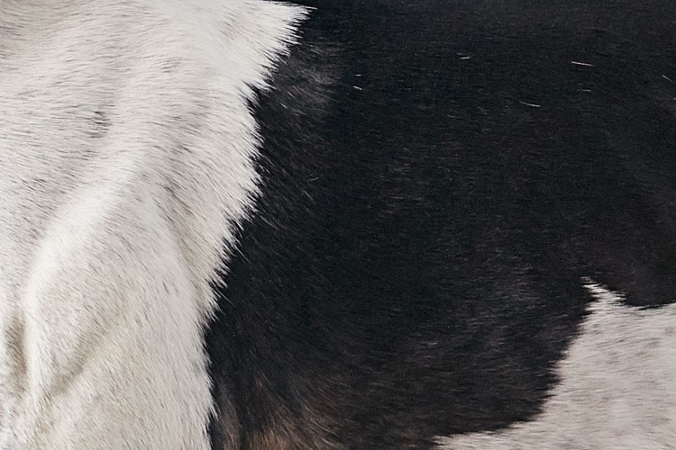 Closeup of a Greyhound's fur