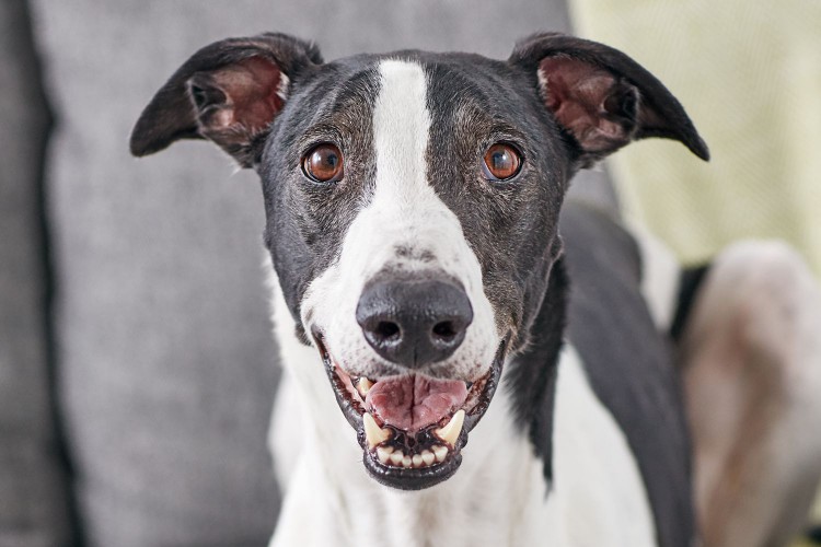 Greyhound portrait