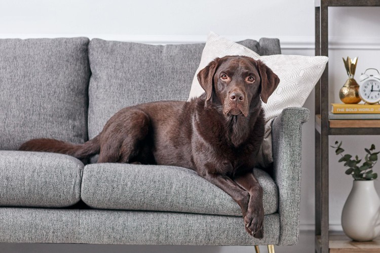 A chocolate Labrador retriever