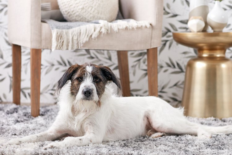 A mixed breed dog