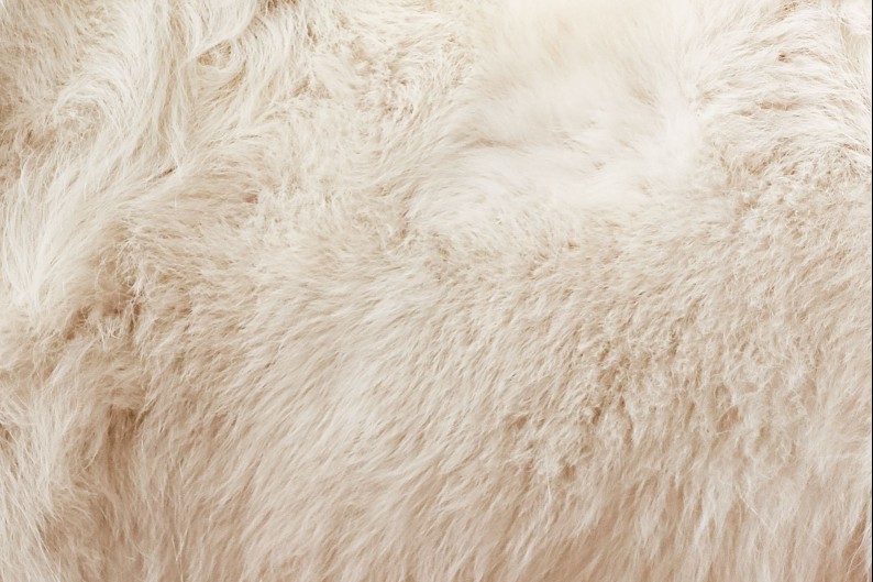 Closeup of a Samoyed's fur