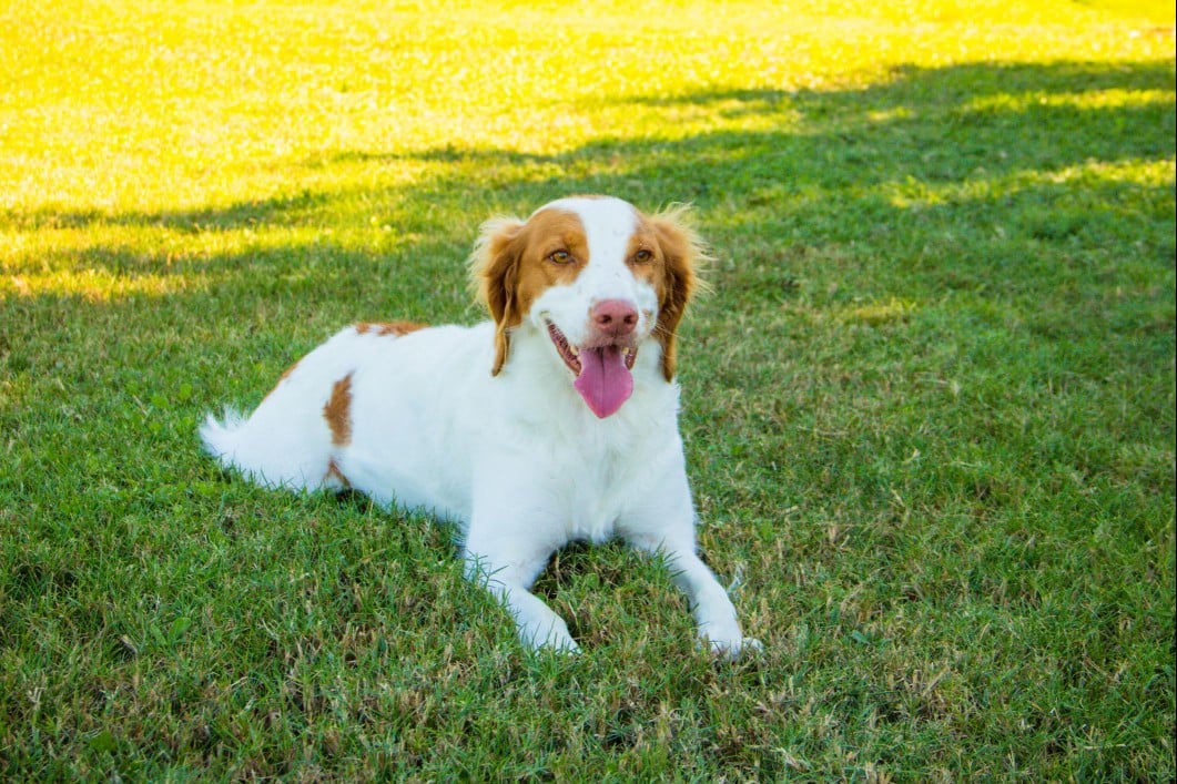 brittany spaniel dog lying on the grass