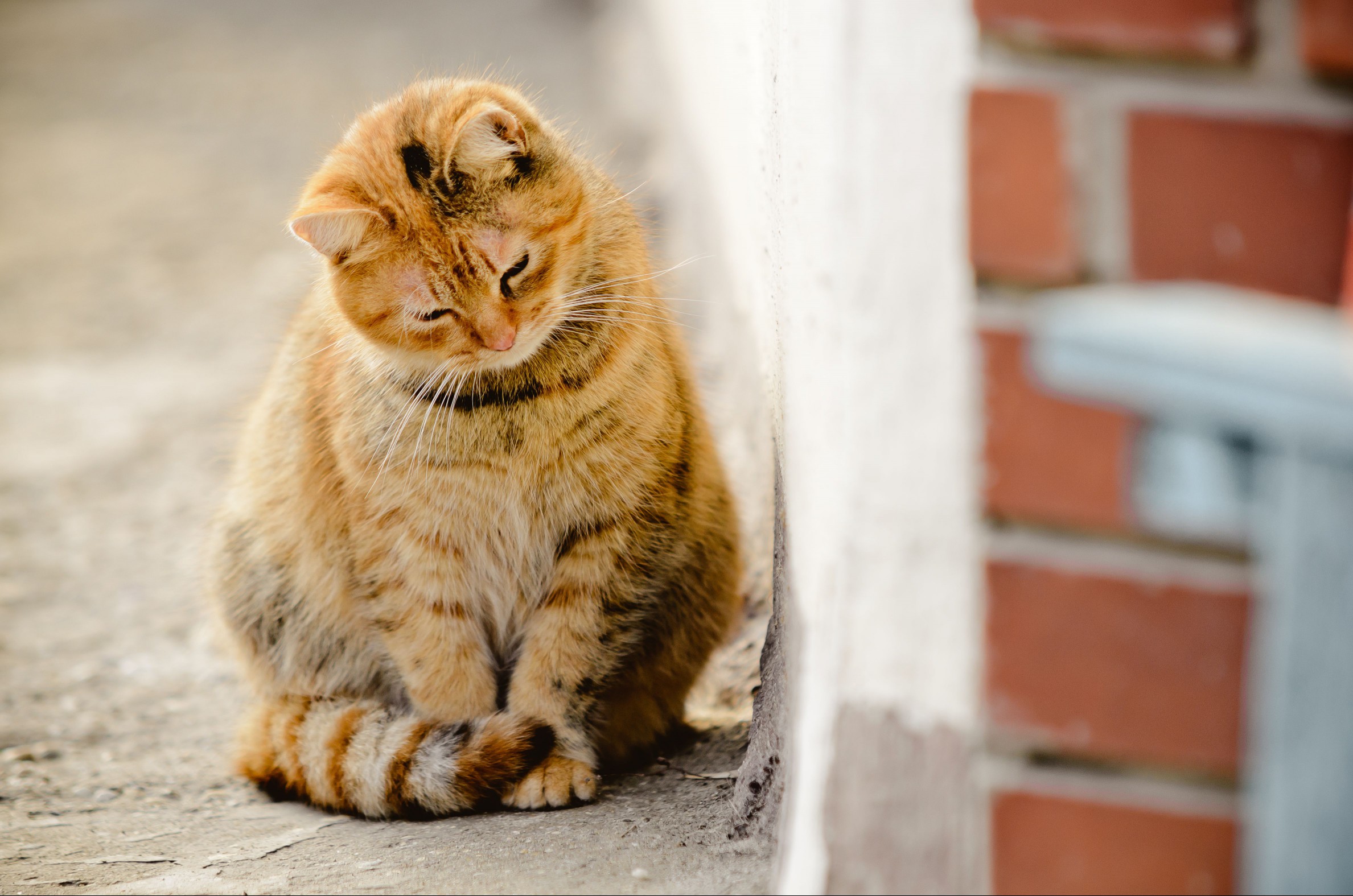 Brown domestic cat