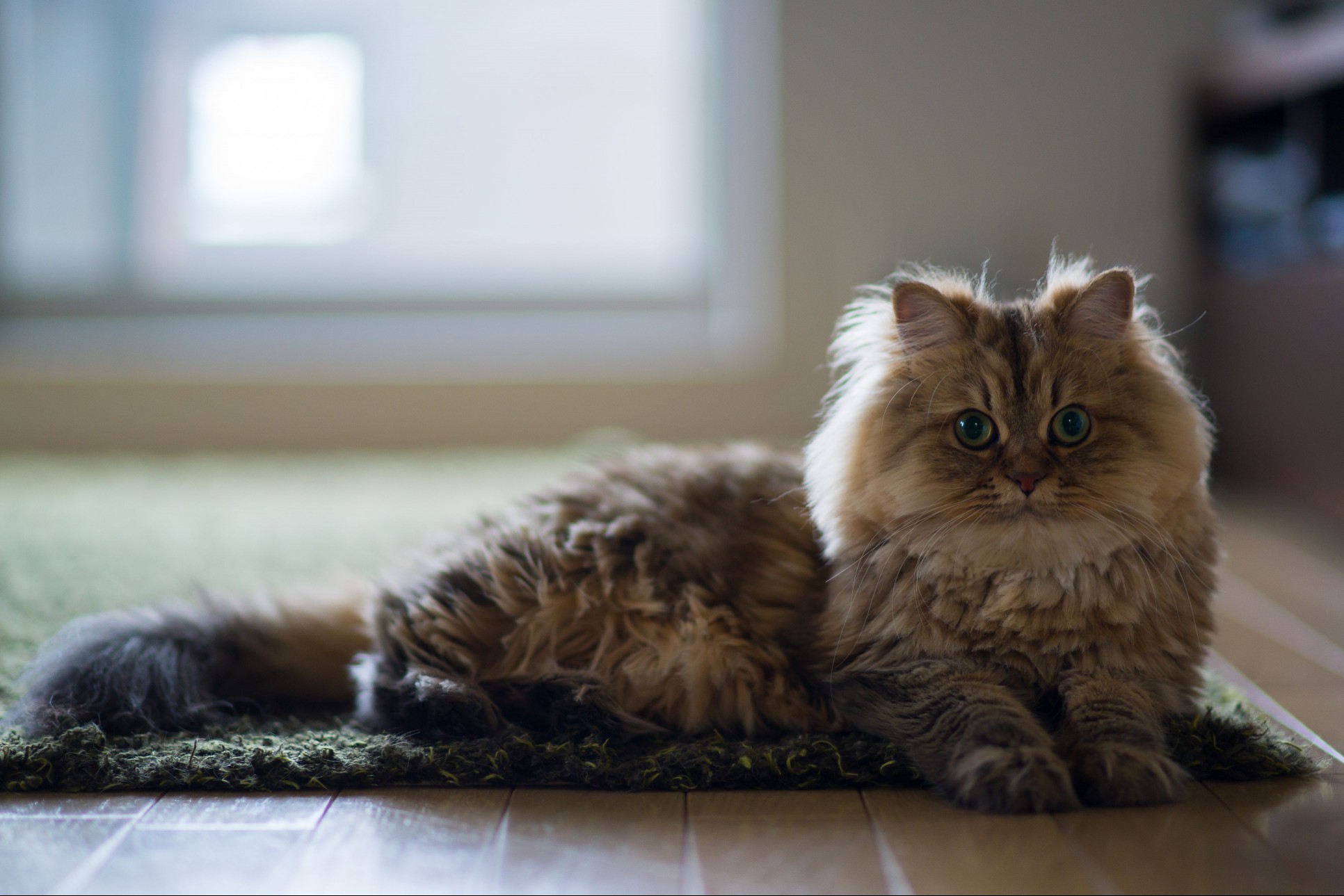 Brown persian cat laying on edge of green carpet