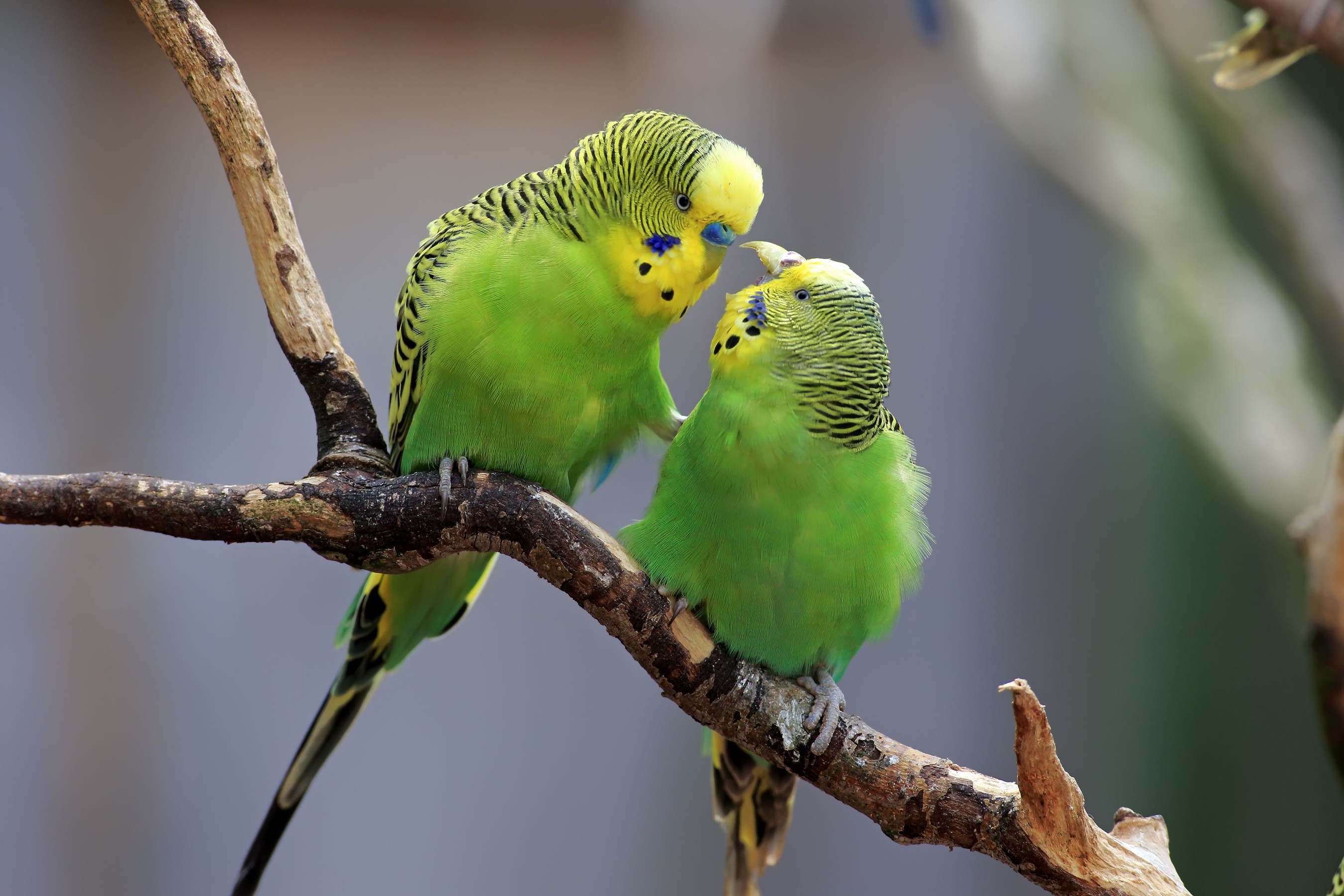 Budgerigars on a tree limb