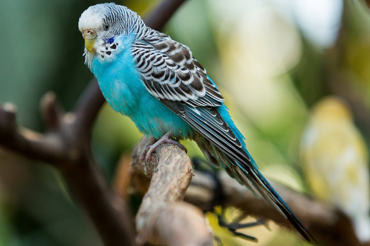 Blue Domestic Budgerigar
