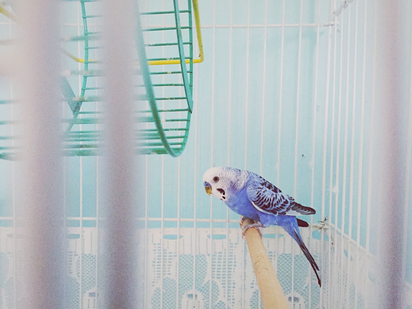 Budgerigar In Cage