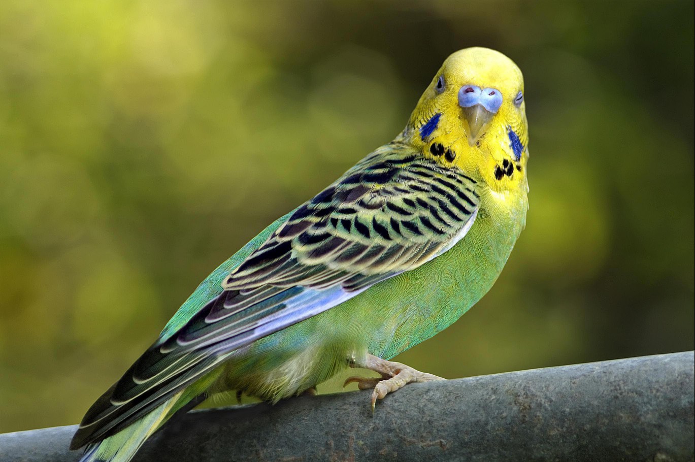 Budgerigar on a perch
