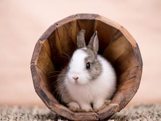 Pet Rabbit Care Guide