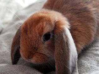 Seizures in Rabbits