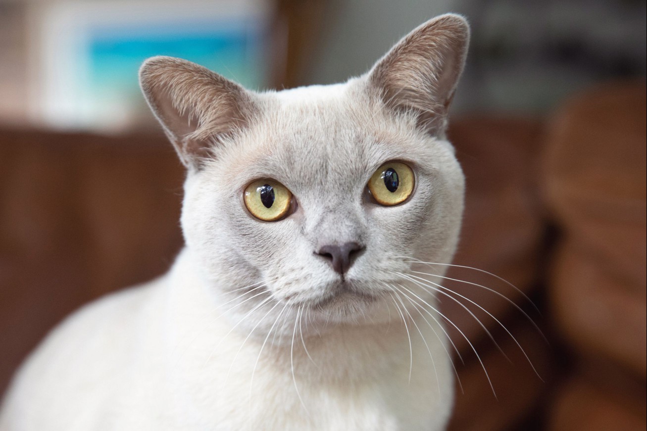 Light tan Burmese cat with yellow eyes closeup