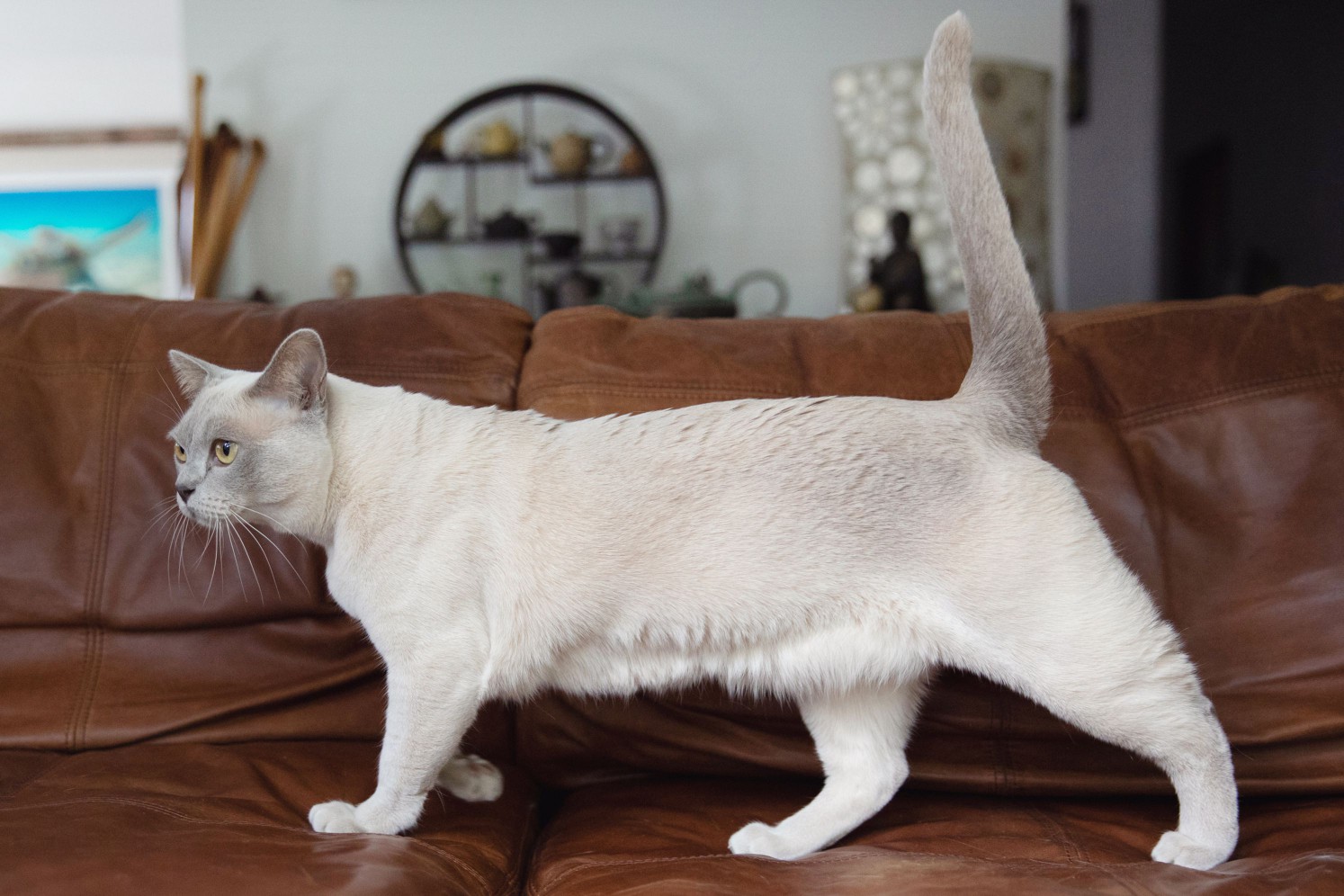 Light tan Burmese cat walking on brown leather couch