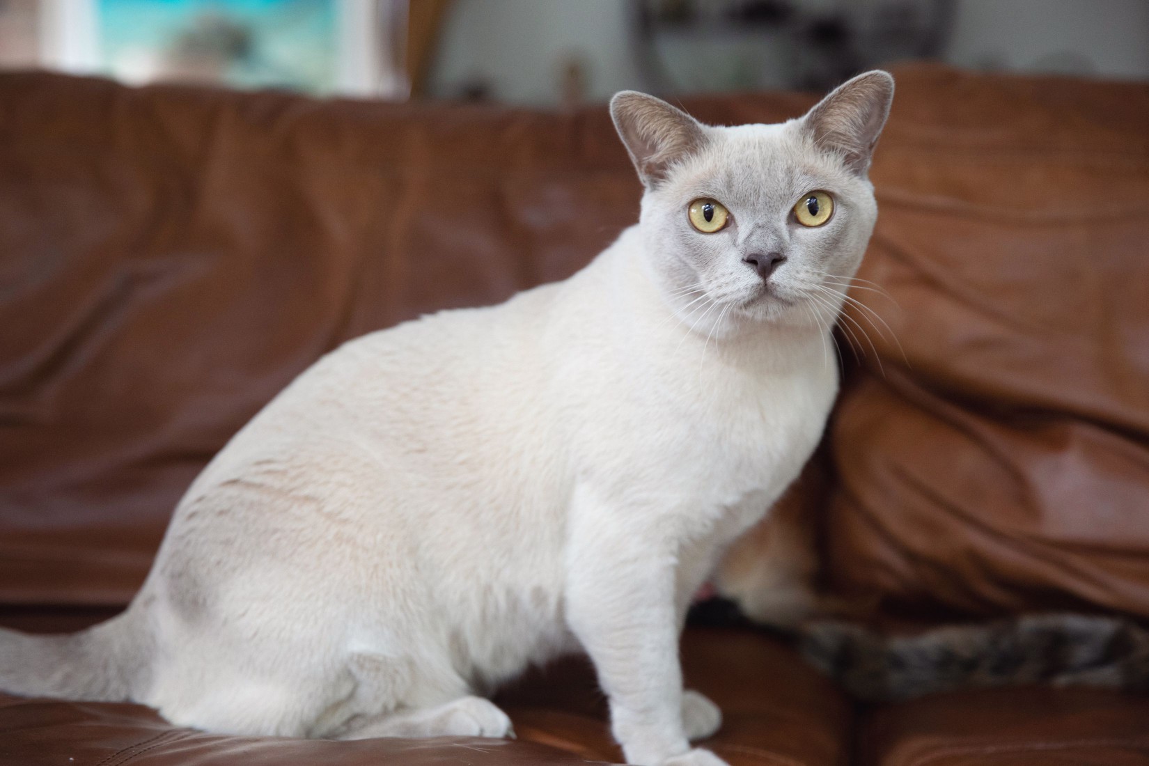 Light tan Burmese cat with yellow eyes sitting on brown leather couch